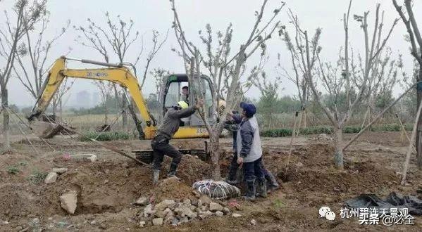 园林苗木种植与后期养护的有效措施探讨