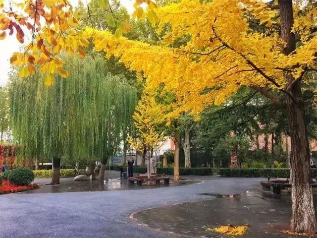 2019最后一波苗木旺季，这些苗木正在热销