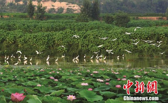 山西黄河湿地公园群成形 构筑沿黄生态安全屏障