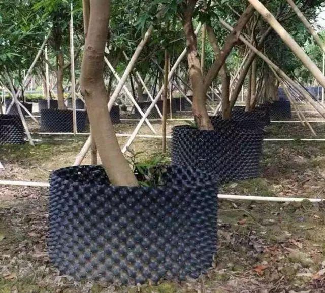2019最后一波苗木旺季，这些苗木正在热销