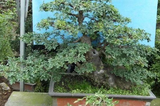 这些野生树桩，越养越值钱