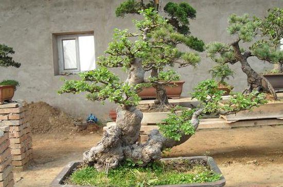 这些野生树桩，越养越值钱