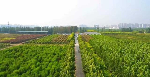 年收入过百万的苗圃是如何获得苗木订单的