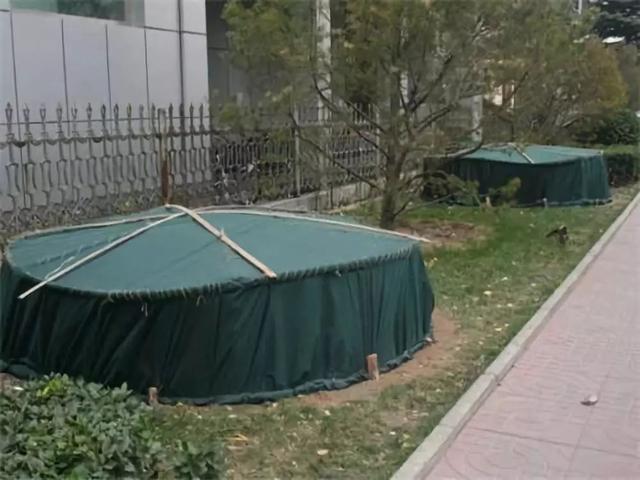 冬季来临，苗木防寒措施做起来