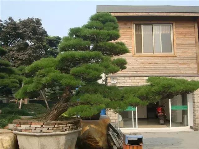 未来“高端苗木”发展潜力巨大，僧多粥少的“抢手货”你不试试？