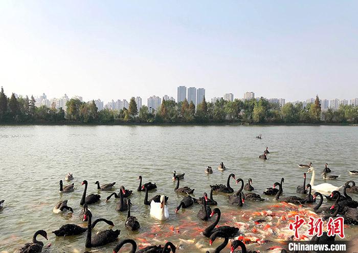 中国构建城市森林生态系统15年：因城施策城林相融