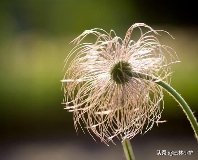 农村一“白头草”，被称为才智之花，又称“白头翁”