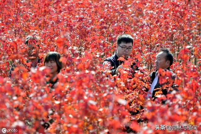 苗木营销新思路：寻找具有相同价值观的人