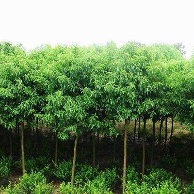 绿化苗木市场前景如何？绿化苗木品种哪些？选购苗木要注意什么？