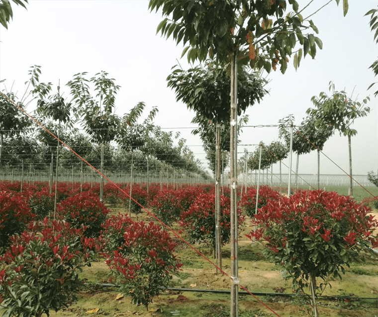 山东樱花产业发展欣欣向荣 优质高端苗木产品领先全国