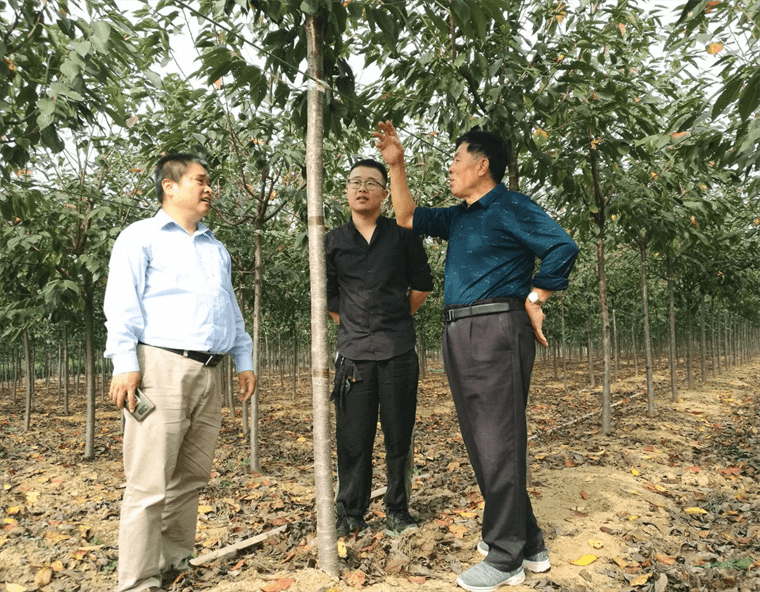 山东樱花产业发展欣欣向荣 优质高端苗木产品领先全国