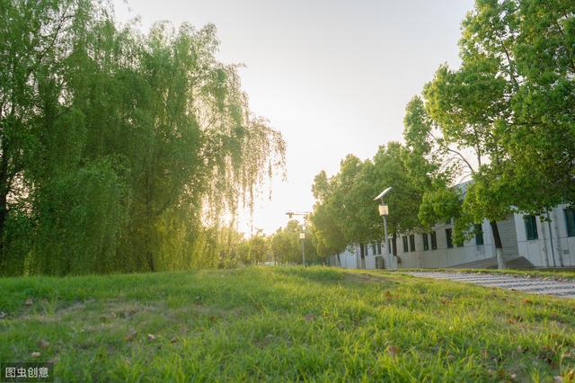 细数城市绿化五大树种，谁的应用前景最好？