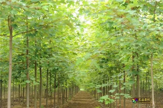 苗木种植误区，很多人都做过，一定要避免！
