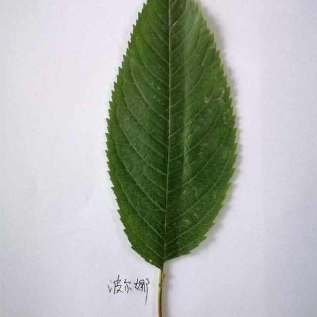 正确认识大樱桃苗的“真与假”，让樱桃市场不再变得乌烟瘴气