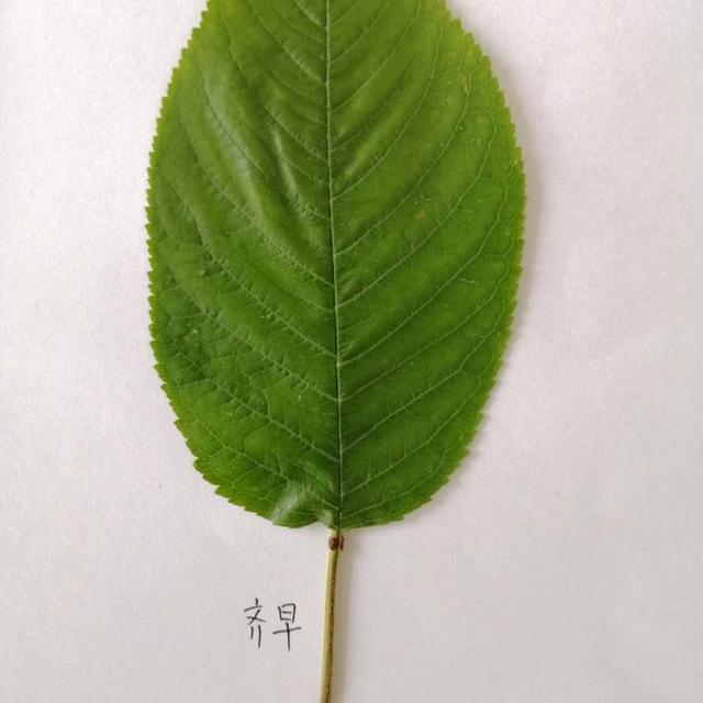 正确认识大樱桃苗的“真与假”，让樱桃市场不再变得乌烟瘴气
