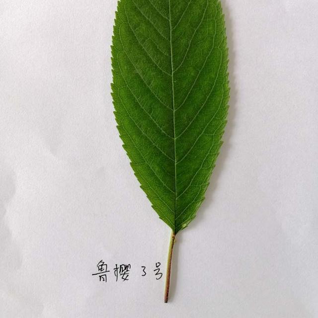 正确认识大樱桃苗的“真与假”，让樱桃市场不再变得乌烟瘴气