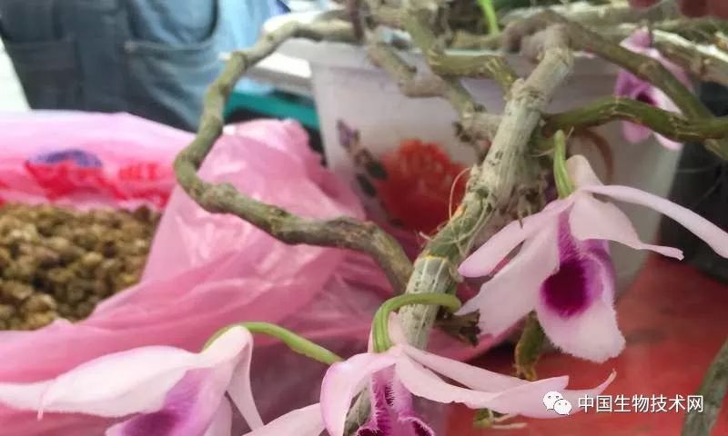 中国南方的野生兰花或濒临灭绝