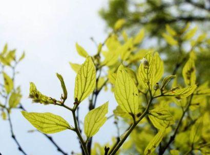 最新苗木行情，这些苗木值得投资