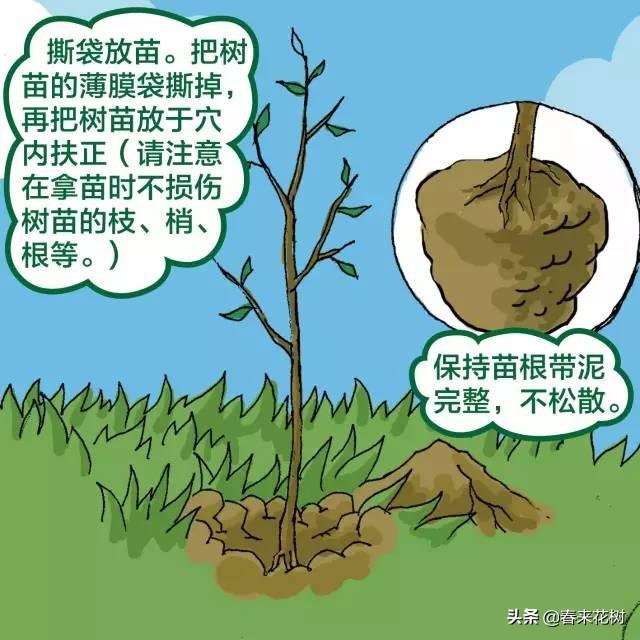 苗木如何种植才规范？简单四步看了就会。（干货）