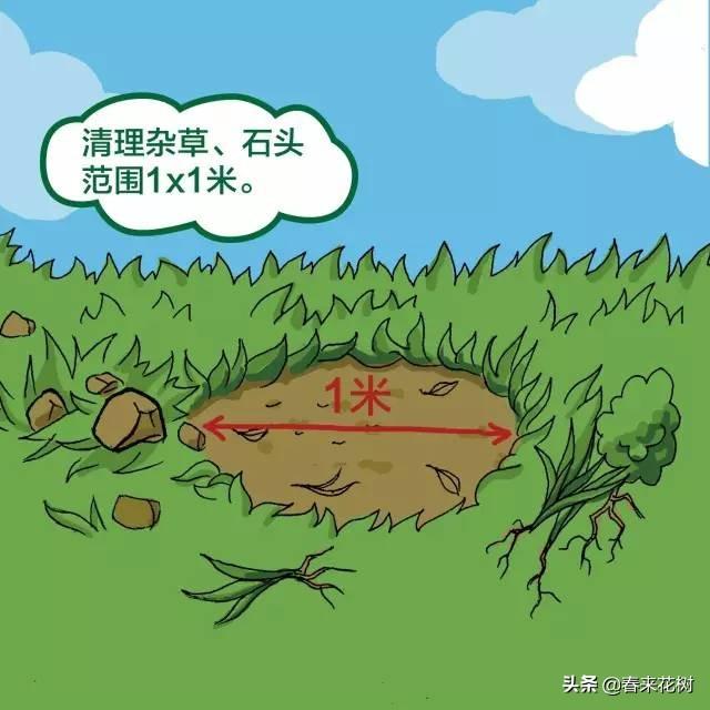 苗木如何种植才规范？简单四步看了就会。（干货）