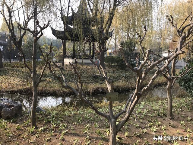 要想来年紫薇好，冬季修剪不能少，掌握这几点，轻松应对紫薇冬剪