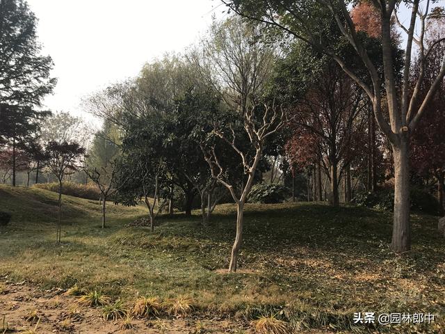 要想来年紫薇好，冬季修剪不能少，掌握这几点，轻松应对紫薇冬剪