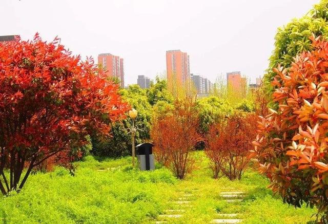 园林中植物景观规划设计的程序