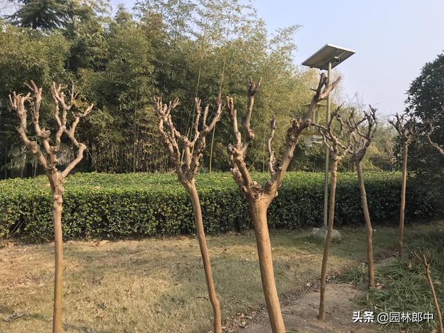 要想来年紫薇好，冬季修剪不能少，掌握这几点，轻松应对紫薇冬剪