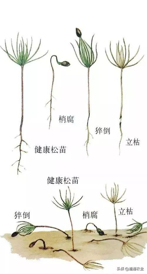 苗木立枯病毁苗太严重，防治必须要重视，学会这点和立枯病说再见