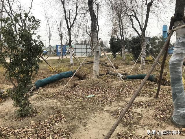 路边移栽的乌桕树大面积出现死亡，到底是何故？如何才能避免？