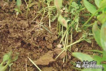 苗木立枯病毁苗太严重，防治必须要重视，学会这点和立枯病说再见