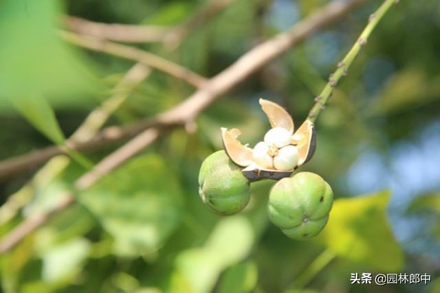 深秋的乌桕树，犹如一幅油画，温暖了整个秋天
