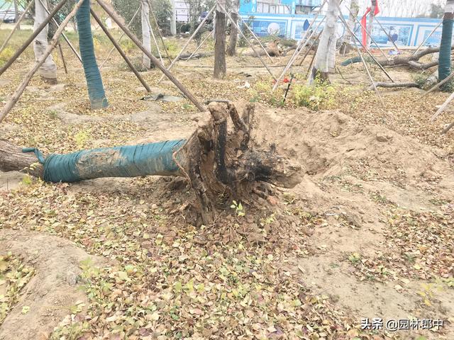 路边移栽的乌桕树大面积出现死亡，到底是何故？如何才能避免？