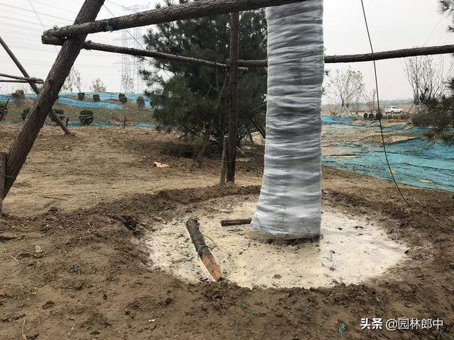 路边移栽的乌桕树大面积出现死亡，到底是何故？如何才能避免？