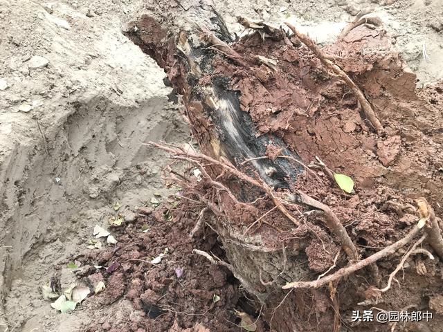 路边移栽的乌桕树大面积出现死亡，到底是何故？如何才能避免？