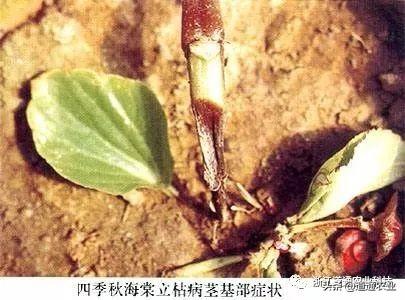 苗木立枯病毁苗太严重，防治必须要重视，学会这点和立枯病说再见