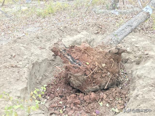 路边移栽的乌桕树大面积出现死亡，到底是何故？如何才能避免？