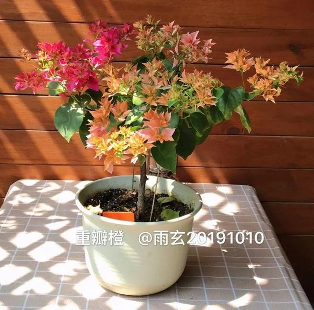 家里有三角梅的，露养断水2个月，安全越冬不用愁