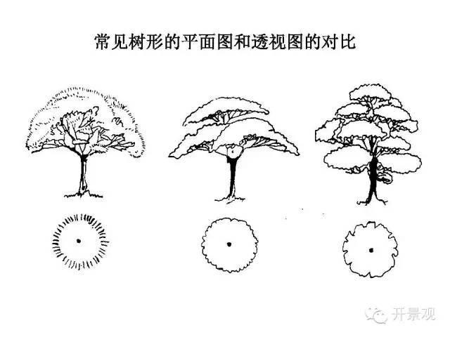 植物图例参考-园林景观植物
