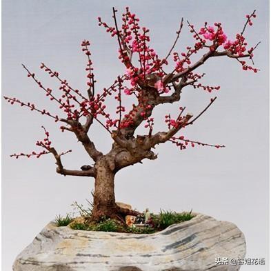 红梅做盆景需要嫁接吗？该注意什么？