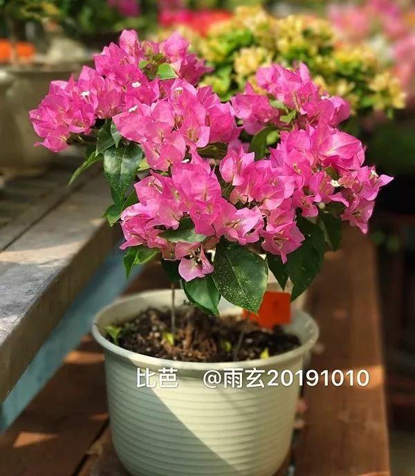 家里有三角梅的，露养断水2个月，安全越冬不用愁