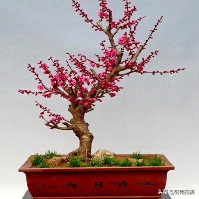 红梅做盆景需要嫁接吗？该注意什么？