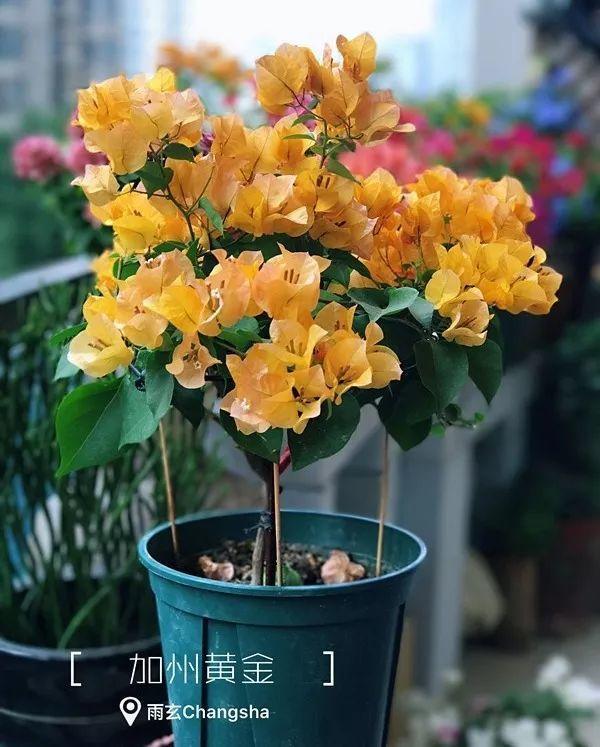 家里有三角梅的，露养断水2个月，安全越冬不用愁