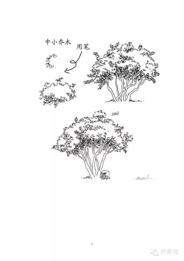 植物图例参考-园林景观植物