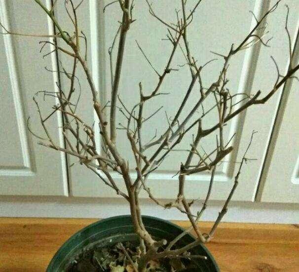三角梅过冬有技巧，零下5度冻不死，开春又“叶茂花繁”