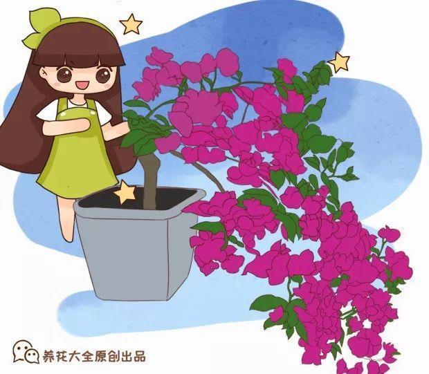家里有三角梅的，露养断水2个月，安全越冬不用愁