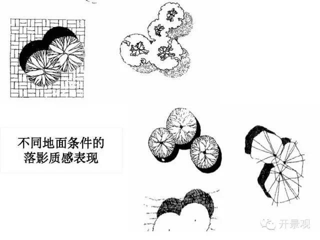 植物图例参考-园林景观植物
