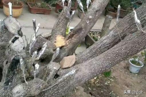 什么树可以和桂花嫁接？什么时候嫁接？怎么嫁接？