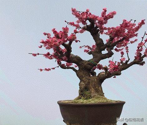 红梅做盆景需要嫁接吗？该注意什么？