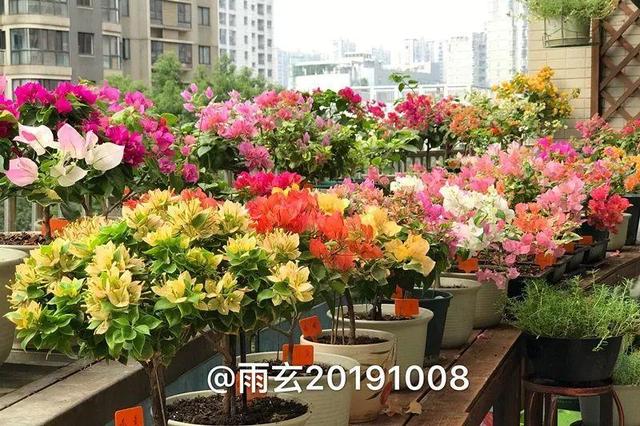 家里有三角梅的，露养断水2个月，安全越冬不用愁